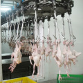 automatic quail processing equipment